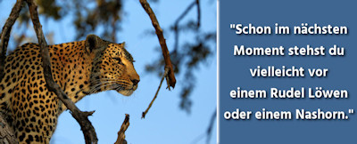 Tierfotografie - Wildtiere auf Safari in Afrika fotografieren – 24 Tipps