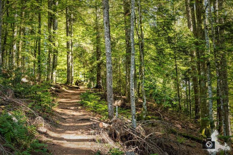 Schwarzwälder Genießerpfad - Lebküchlerweg