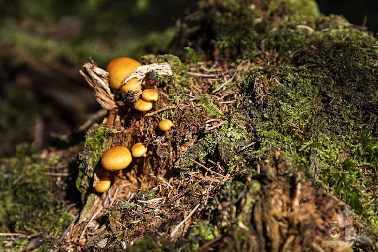 Schwarzwälder Genießerpfad - Waldpfad Groppertal - Pliz