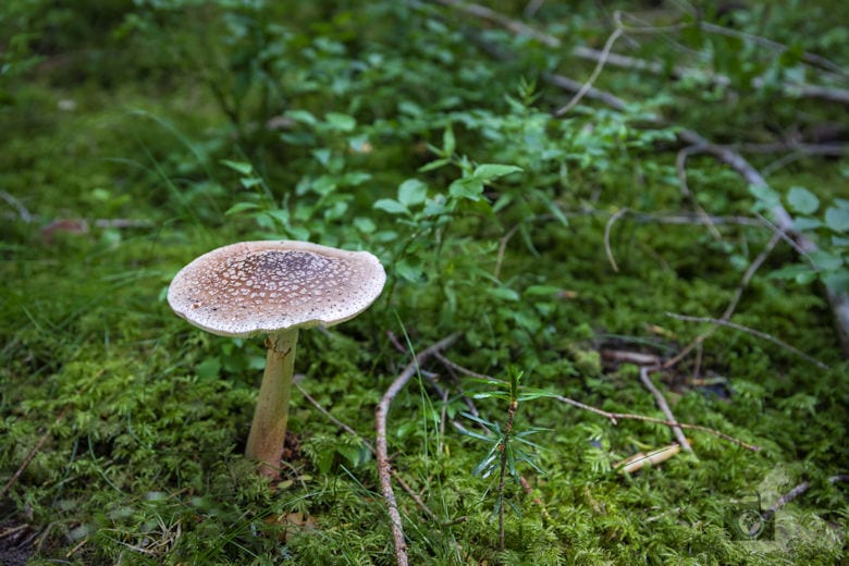 Schwarzwälder Genießerpfad - Waldpfad Groppertal - Pliz