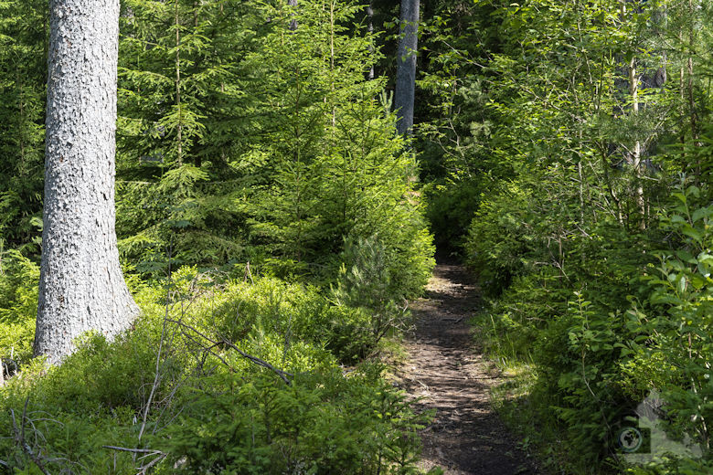 Schwarzwälder Genießerpfad - Waldpfad Groppertal - Wanderweg
