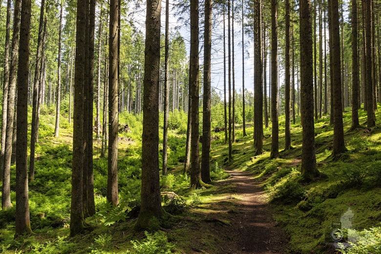 Schwarzwälder Genießerpfad - Waldpfad Groppertal - Wanderweg