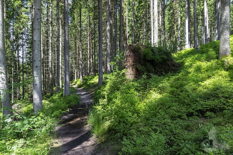 Schwarzwälder Genießerpfad - Waldpfad Groppertal - Wanderweg