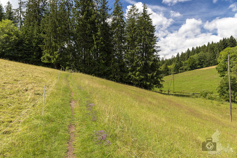 Schwarzwälder Genießerpfad - Waldpfad Groppertal - Wiese