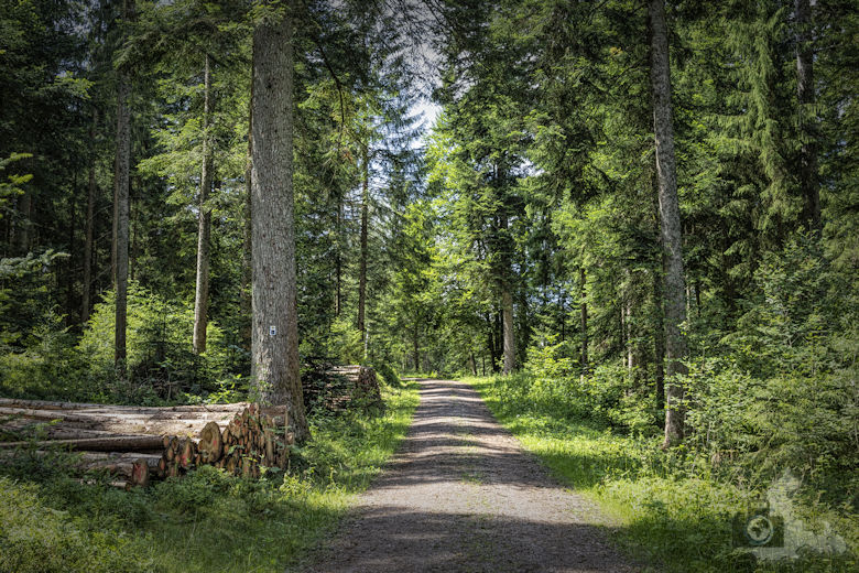 Schwarzwälder Genießerpfad - Waldpfad Groppertal - Wanderweg