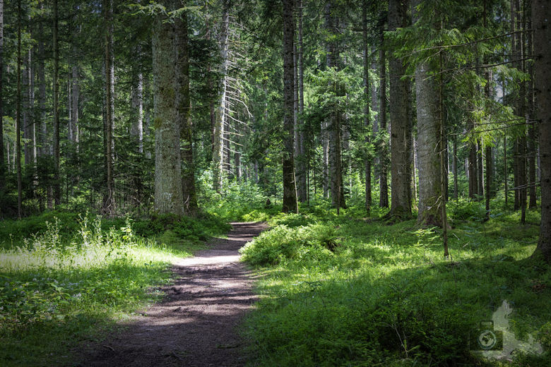 Schwarzwälder Genießerpfad - Waldpfad Groppertal - Wanderweg