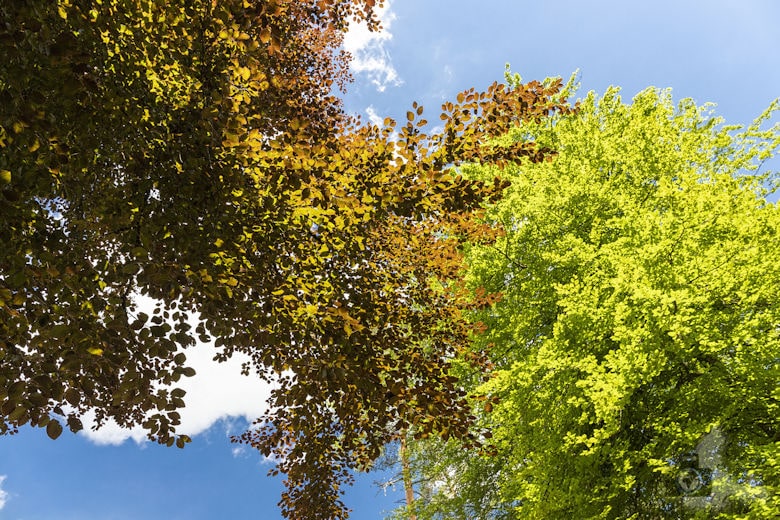 Schwarzwälder Genießerpfad - Waldpfad Groppertal - Bäume