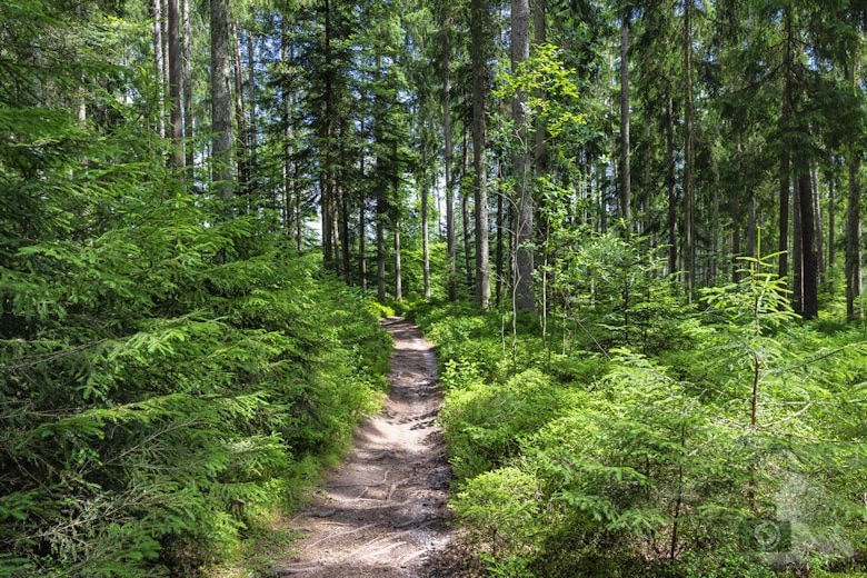 Schwarzwälder Genießerpfad - Waldpfad Groppertal - Wanderweg