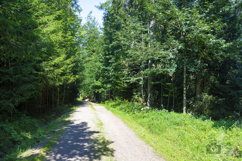 Wanderung auf dem Breitnauer Roßberg Rundweg