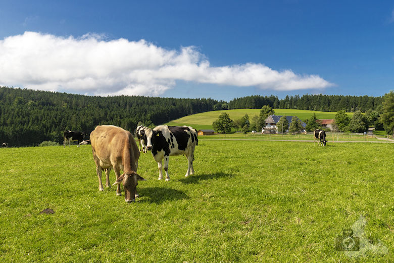 Wanderung auf dem Breitnauer Roßberg Rundweg