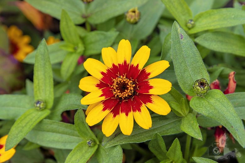 Insel Mainau am Bodensee