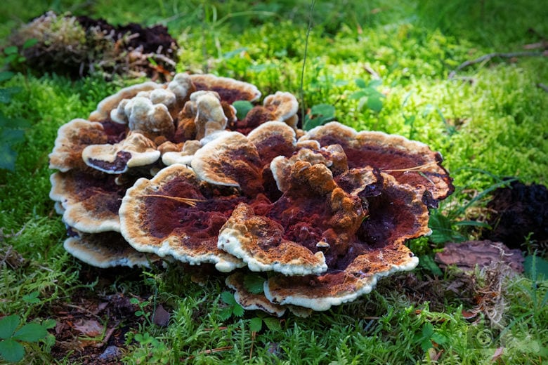 Wanderung Gutacher Tälersteig