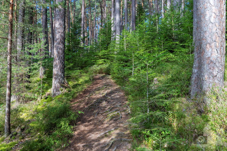 Wanderung Gutacher Tälersteig