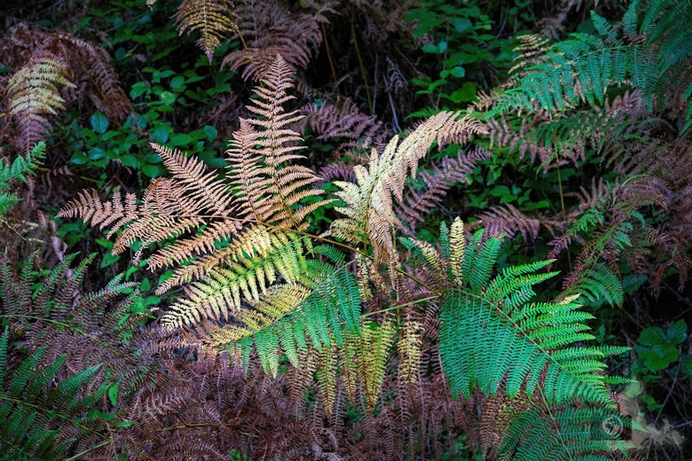 Wanderung Gutacher Tälersteig