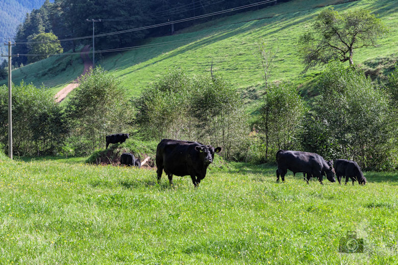 Wanderung Gutacher Tälersteig