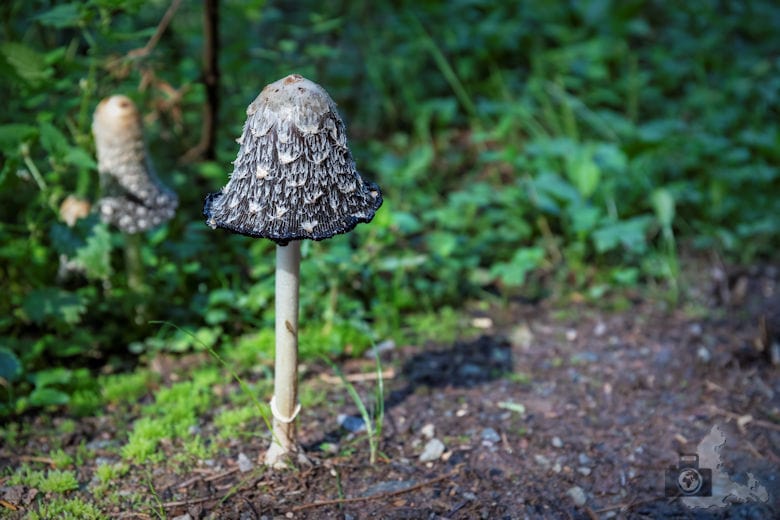 Wanderung Gutacher Tälersteig