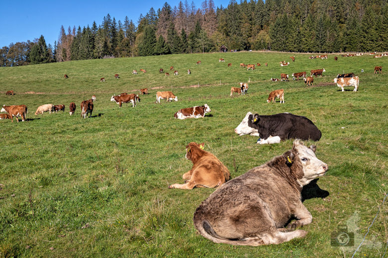 Wanderung - Schwarzwälder Genießerpfad - Bernauer Hochtal Steig