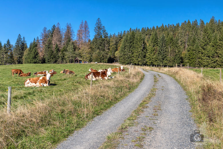 Wanderung - Schwarzwälder Genießerpfad - Bernauer Hochtal Steig - Neumannshütte