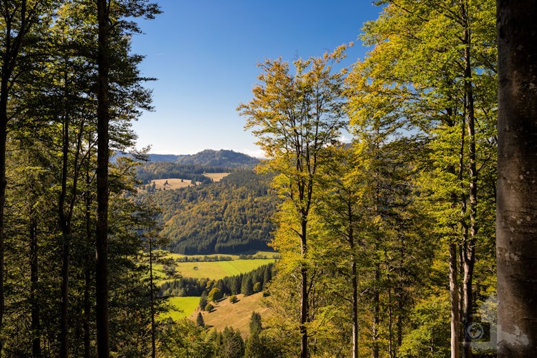 Wanderung - Schwarzwälder Genießerpfad - Bernauer Hochtal Steig