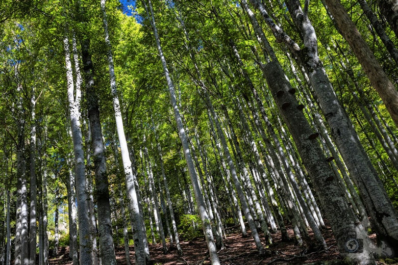 Wanderung - Schwarzwälder Genießerpfad - Bernauer Hochtal Steig