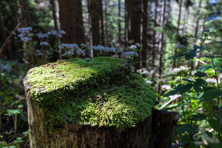 Wanderung - Schwarzwälder Genießerpfad - Bernauer Hochtal Steig
