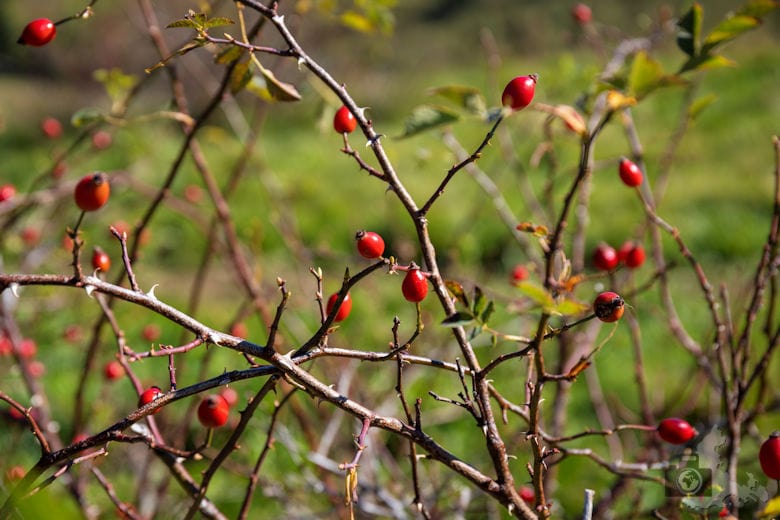 Wanderung - Schwarzwälder Genießerpfad - Bernauer Hochtal Steig