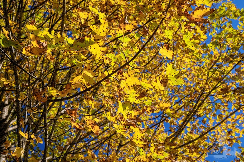 Wanderung - Schwarzwälder Genießerpfad - Bernauer Hochtal Steig