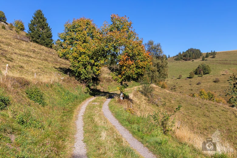 Wanderung - Schwarzwälder Genießerpfad - Bernauer Hochtal Steig