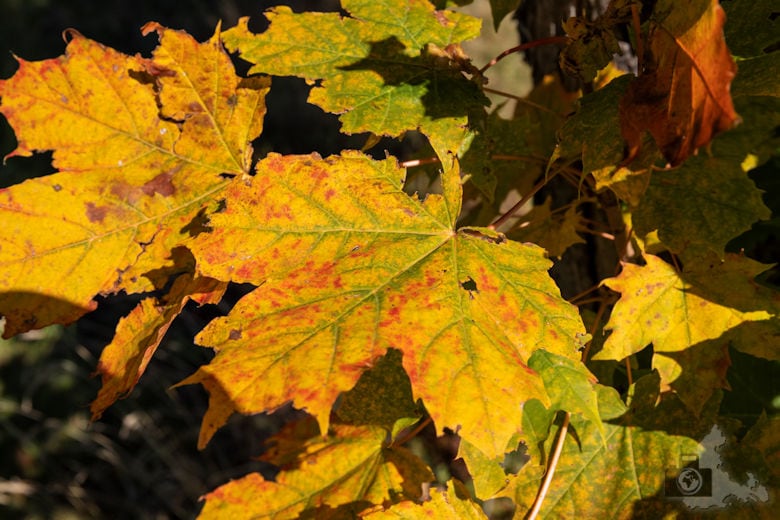Wanderung - Schwarzwälder Genießerpfad - Bernauer Hochtal Steig