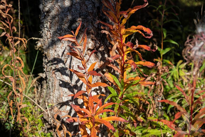 Wanderung - Schwarzwälder Genießerpfad - Bernauer Hochtal Steig