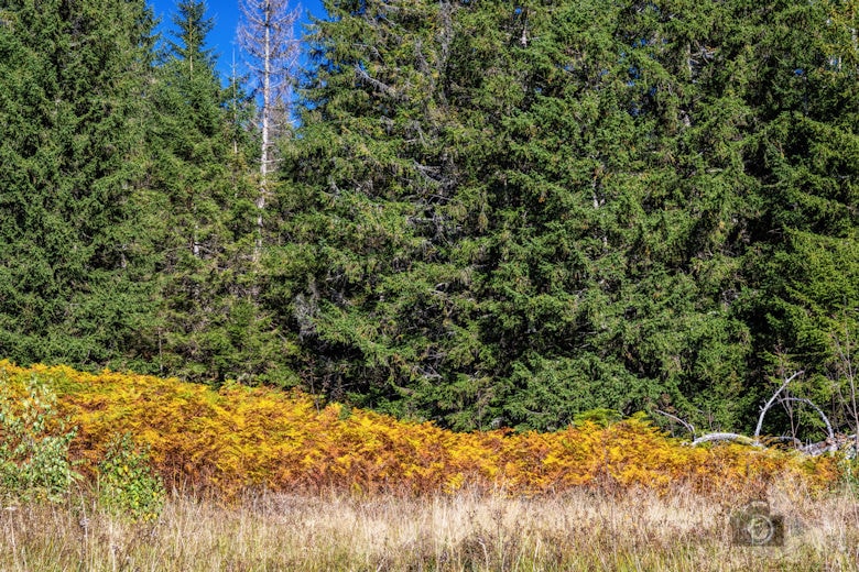 Wanderung - Schwarzwälder Genießerpfad - Bernauer Hochtal Steig
