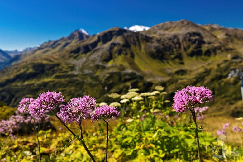 Galzig Rundwanderung Mutspuren - Blumen