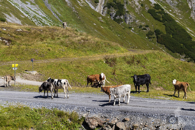 Galzig Rundwanderung Mutspuren - Kühe
