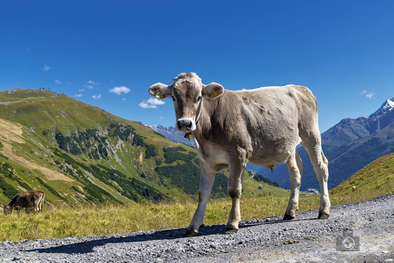 Galzig Rundwanderung Mutspuren - Kuh