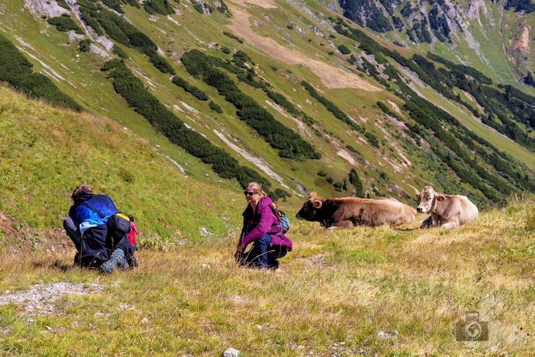 Galzig Rundwanderung Mutspuren - Kühe