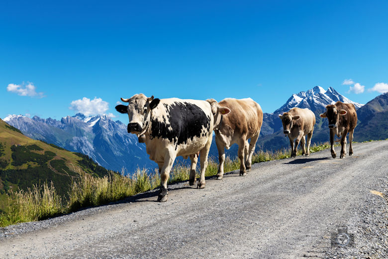 Galzig Rundwanderung Mutspuren - Kühe