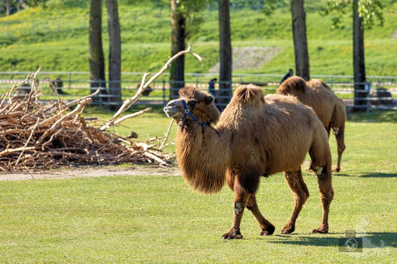 Fotowalk - Tierfotografie Canon EOS R5 - Kamel