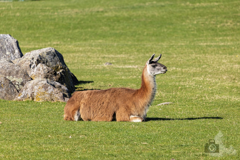 Fotowalk - Tierfotografie Canon EOS R5 - Lama
