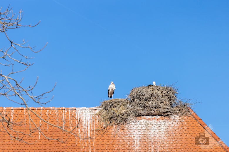 Fotowalk - Tierfotografie Canon EOS R5 - Storch