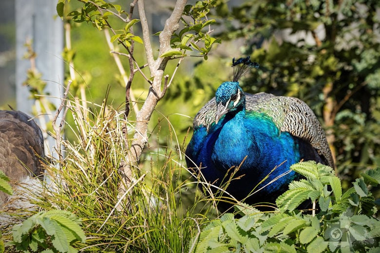 Fotowalk - Tierfotografie Canon EOS R5 - Pfau