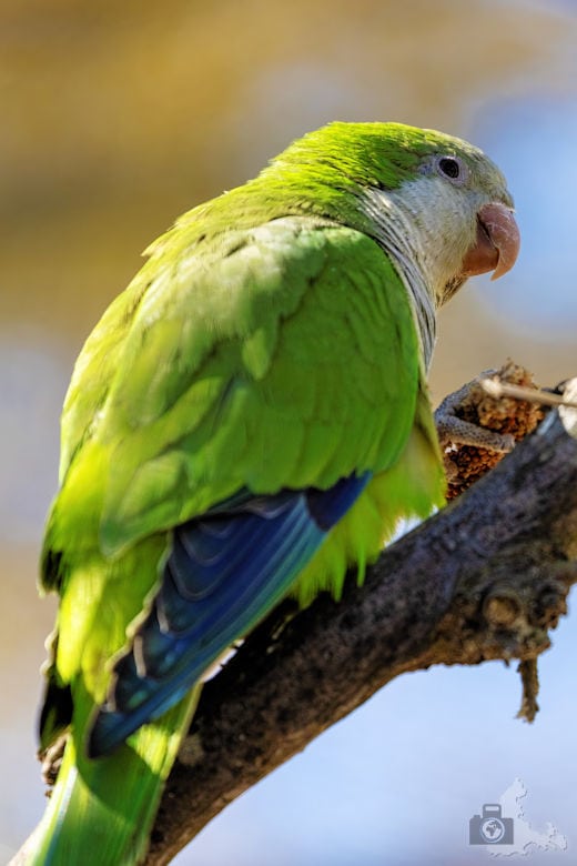 Fotowalk - Tierfotografie Canon EOS R5 - Sittich