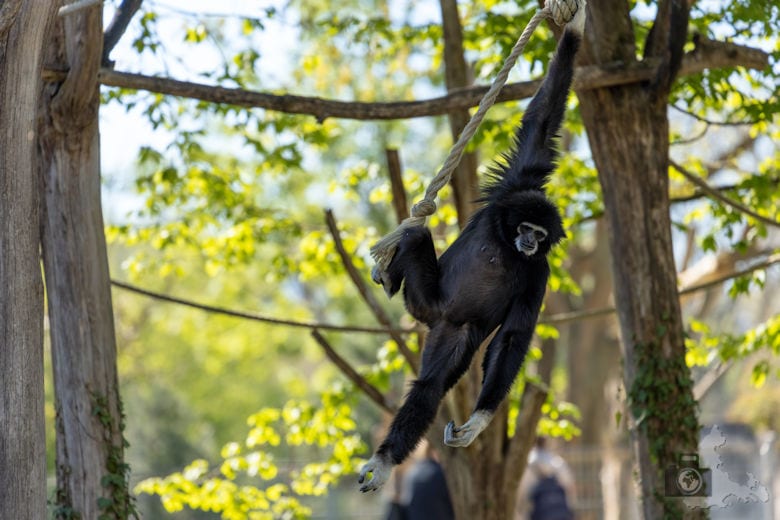 Fotowalk - Tierfotografie Canon EOS R5 - Gibbon