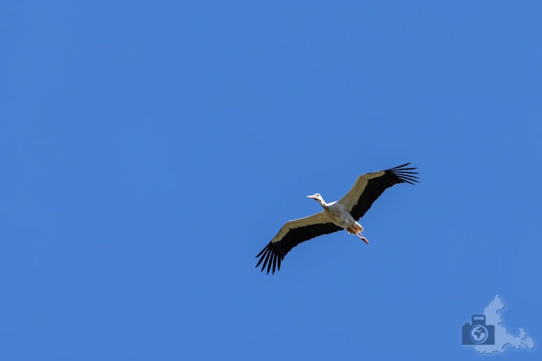 Fotowalk - Tierfotografie Canon EOS R5 - Storch im Flug
