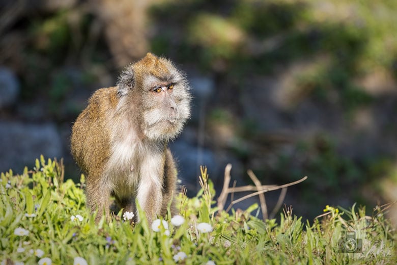 Fotowalk - Tierfotografie Canon EOS R5 - Affe