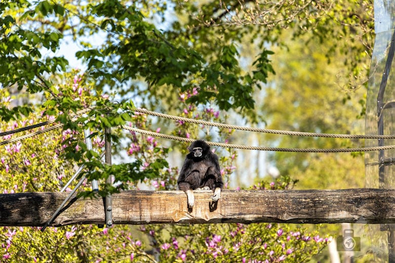 Fotowalk - Tierfotografie Canon EOS R5 - Gibbon