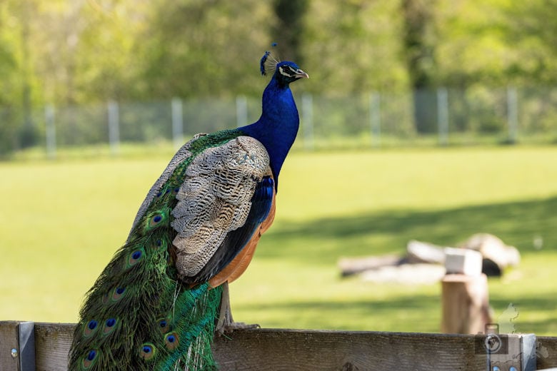 Fotowalk - Tierfotografie Canon EOS R5 - Pfau