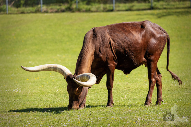 Fotowalk - Tierfotografie Canon EOS R5 - Bulle