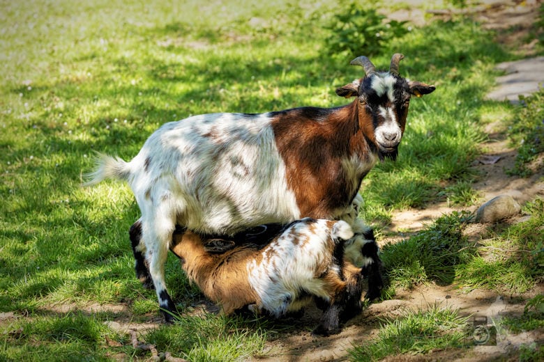 Fotowalk - Tierfotografie Canon EOS R5 - Ziegen