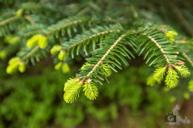 Schwarzwälder Genießerpfad - Teufelskanzelsteig - Tannenzweig