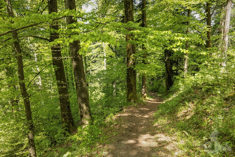 Schwarzwälder Genießerpfad - Teufelskanzelsteig - Wanderweg